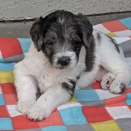 Boy 3 - male Double Doodle puppy in Chula Vista, California from South Bay Double Doodles