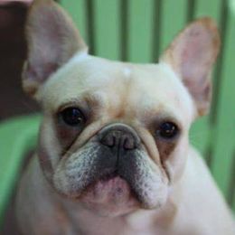 French Bulldogs from Dawn Oxford's Frenchies