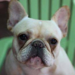 French Bulldogs from Dawn Oxford's Frenchies