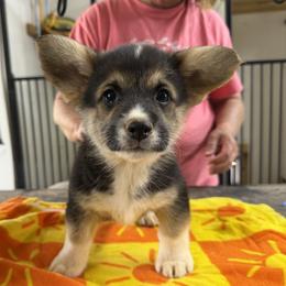 Boy 2 - Black and tan male Pembroke Welsh Corgi puppy in Moulton, Alabama from Reed's Pembroke Corgi Welsh