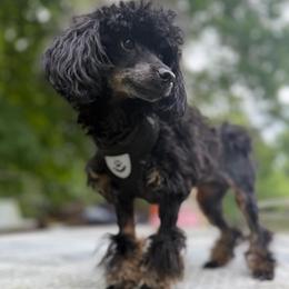 Ellie - Phantom female Poodle puppy in Chattanooga, Tennessee from Joy-Fur Puppies