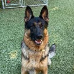 Kuma - German Shepherd