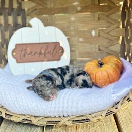 Blue - Silver-beige  male Poodle puppy in Rome, Georgia from Victoria’s Designer Doodles