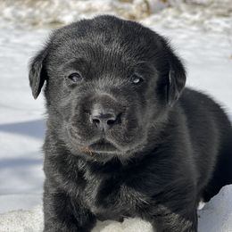 Girl 1 - Labrador Retriever puppy in Danville, Vermont from Dole Hill Labradors