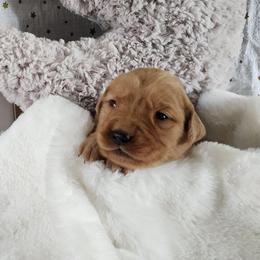 Red collar - Dark golden female Golden Retriever puppy in Boulder, Montana from Sharee's Golden Retrievers