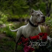 Dogo Argentino Puppies from Northern Snow Angels Kennel
