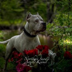 Dogo Argentino Puppies from Northern Snow Angels Kennel