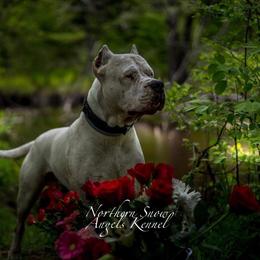 Dogo Argentino Puppies from Northern Snow Angels Kennel
