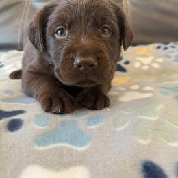 Black - Chocolate female Labrador Retriever puppy in Medford, Oregon from Valley View English Labs