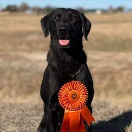 Millie - Labrador Retriever