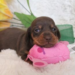 Girl 4 - Dachshund puppy in Windsor, Colorado from Murry’s minis