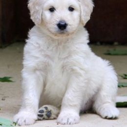 Amber Moon Goldendoodles breeder of Goldendoodle