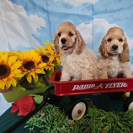 Girl silver - Silver female Cocker Spaniel puppy in Peoria, Arizona from Stand Alone Cockers