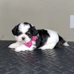 CKC Pink , Female - Black and white female Shih Tzu puppy in Winston Salem, North Carolina from Shihtzuandoodlenc.LLC