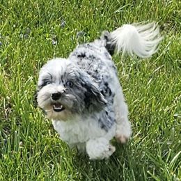 Ocean - Cockapoo