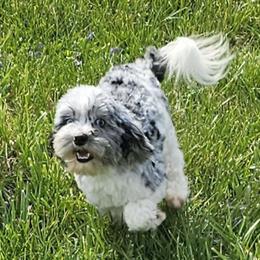 Ocean - Cockapoo