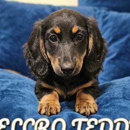 Velcro Teddy - Black and tan male Dachshund puppy in Austin, Texas from Glorious Minis