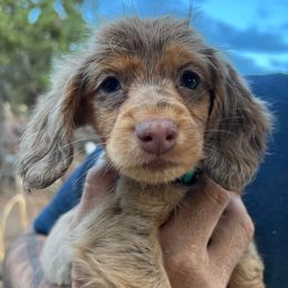 Dachshunds from New Hope Dachshund Puppies