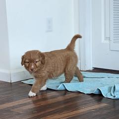 Nova Scotia Duck Tolling Retriever puppies from rising sun duck tollers