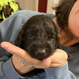 Mr Lime - Liver male Boykin Spaniel puppy in Stapleton, Alabama from Taensas Boykins
