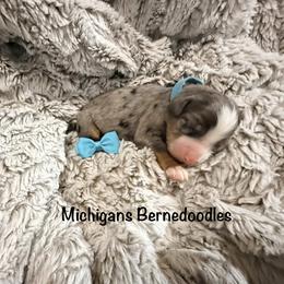 Teal Boy - Merle male Bernedoodle puppy in Temperance, Michigan from Michigans Bernedoodle’s