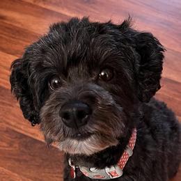 Jovi - Goldendoodle
