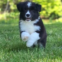 Holly - Black and white female Border Collie puppy in Olney, Illinois from Heronwood Border Collies