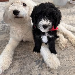 Sheepadoodle Puppies from Sarah Pearl’s Mini Sheepadoodles