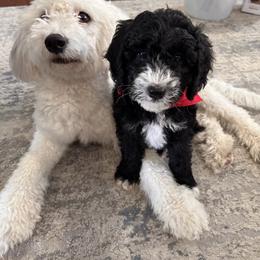 Sheepadoodle Puppies from Sarah Pearl’s Mini Sheepadoodles