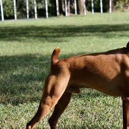 Miniature Pinschers from Eriphos Farm Kennel