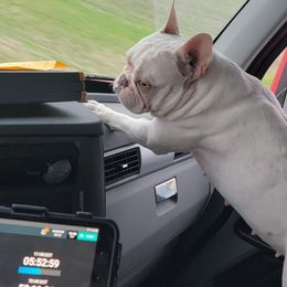 French Bulldogs from Bulldogs R Us