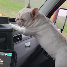 French Bulldogs from Bulldogs R Us