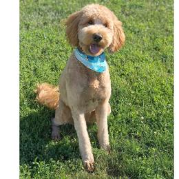 Libby/Libs - Goldendoodle