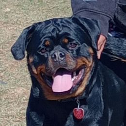 Sylvie - Rottweiler
