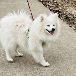 Bentley - White male Pomeranian puppy in St. Louis, Missouri from Saint Louis Pomeranian babies