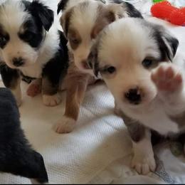 Australian Shepherd Puppies from Copeland's Kennels