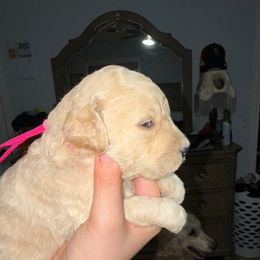Pink Collar - Apricot female Goldendoodle puppy in Winchester, Tennessee from Mahaffey’s Doodles