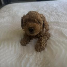 Berry - Red female Maltipoo puppy in San Diego, California from Maltipoos SD