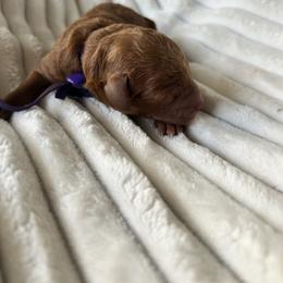 AKC Purple Collar - Red  female Poodle puppy in Powder Springs, Georgia from West Cobb Dogs