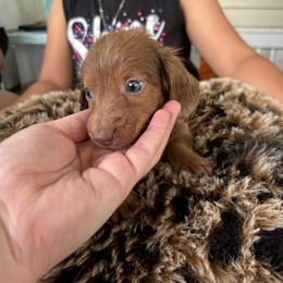 Iris - Red female Dachshund puppy in Lufkin, Texas from L & A Dachshunds