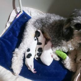 Aspen - White male Maltese puppy in Belleville, Michigan from Michigan Maltese Puppies