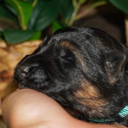 Teal Collar - Black and red female German Shepherd puppy in Howell, Michigan from Sheyenne’s Shepherds