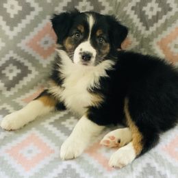 Australian Shepherd Puppies from Jo’s Aussies