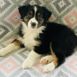 Australian Shepherd Puppies from Jo’s Aussies