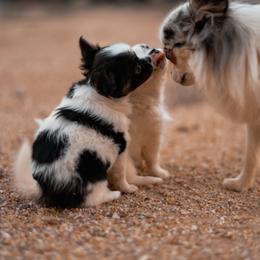 Chihuahua Puppies from Arizona Adventure Chihuahuas