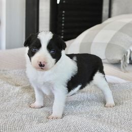Border Collie Puppies from I&A Border Collies