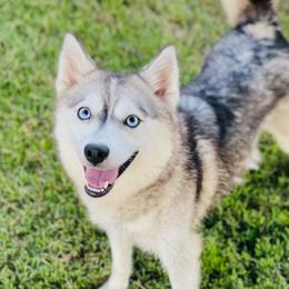 Bliss - Pomsky