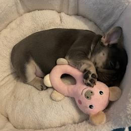 French Bulldog Puppies from Foster Lake Frenchies