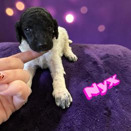 Nyx - Parti female Poodle puppy in Port Orange, Florida from Daytona’s Standard Poodles
