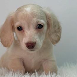 Lone - Cream female Dachshund puppy in Sacramento, California from HEFFERNAN HOUNDS